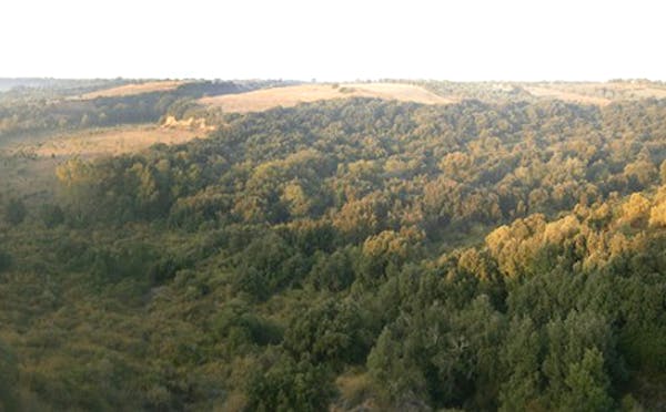 Bosco Bufalara