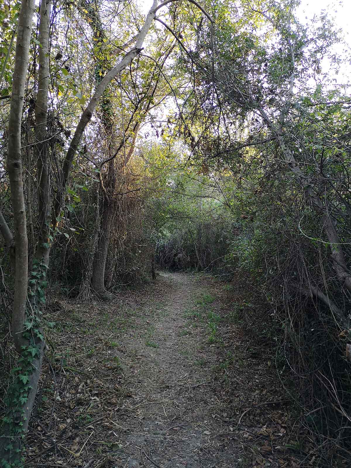 Bosco Pantano Di Policoro I Luoghi Del Cuore Fai