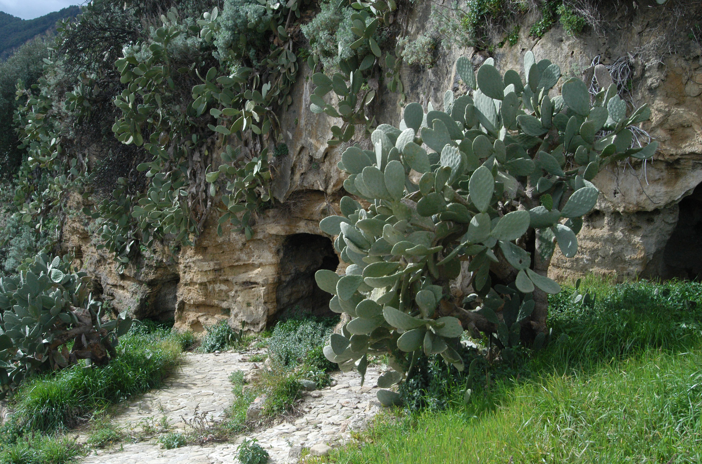 CAVALCATA DI SANTA ANASTASIA