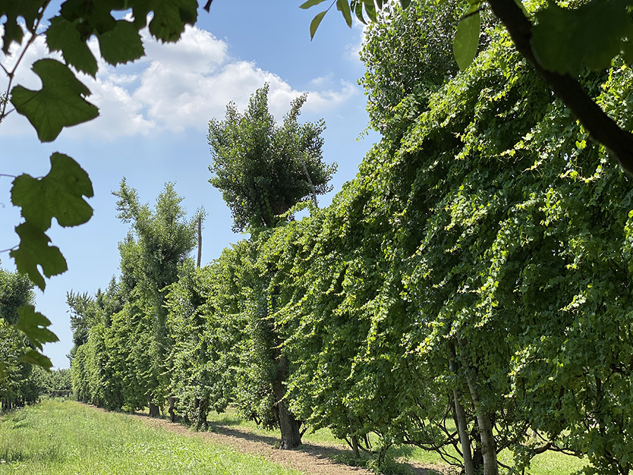 LE ALBERATE DI ASPRINIO DI CESA, ALBERATA AVERSANA, AVERSA (CE ) 