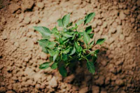 Azienda Agricola Terra Fonte, Altino (CH)