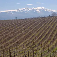 Cantine Bosco Nestore Cantine Bosco Nestore