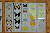 Museo della Biodiversità - Spezzano della Sila (CS), Museo della Biodiversità, SPEZZANO DELLA SILA (CS ) 