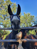 Avamposto Agricolo Autonomo