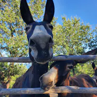 Avamposto Agricolo Autonomo Avamposto Agricolo Autonomo