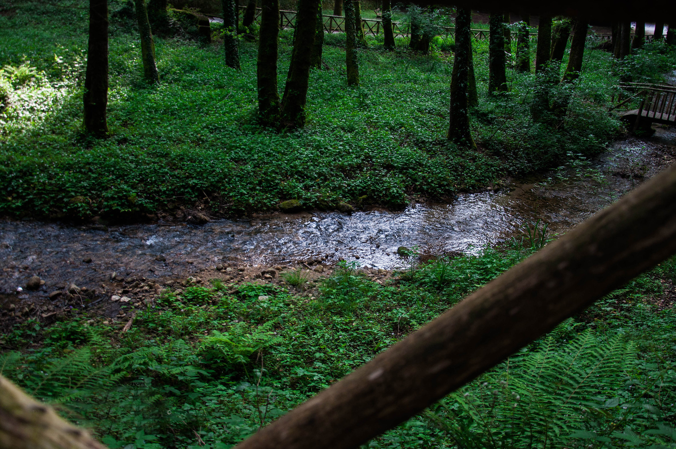 Boschi del Parco Naturale Regionale della Serre