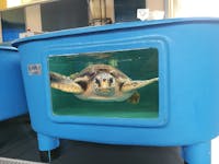 Turtle Point Turtle Point