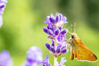Museo Casa delle Farfalle