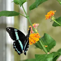Museo Casa delle Farfalle