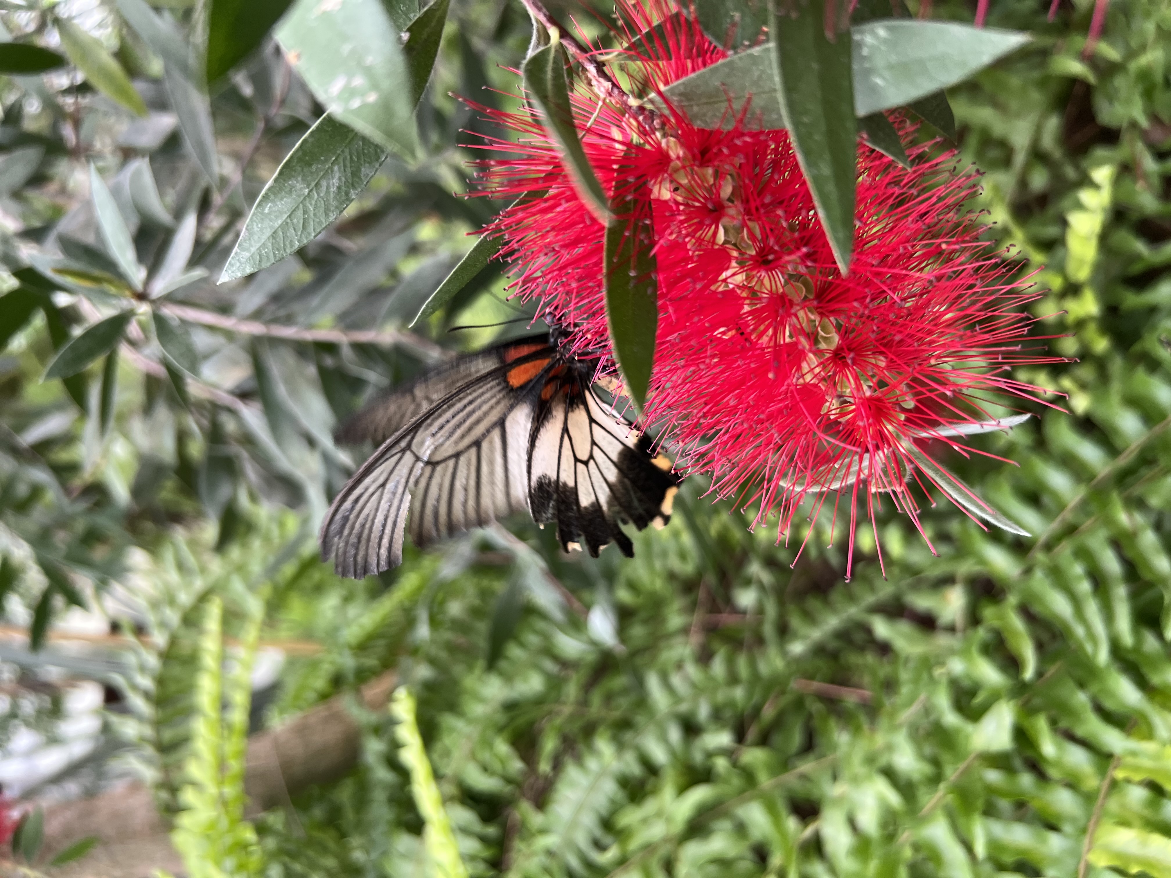 Museo Casa delle Farfalle, Milano Marittima