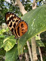 Museo Casa delle Farfalle, Milano Marittima