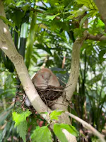 Museo Casa delle Farfalle, Milano Marittima