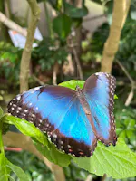 Museo Casa delle Farfalle, Milano Marittima