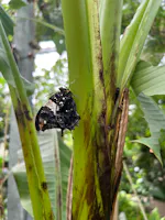 Museo Casa delle Farfalle, Milano Marittima