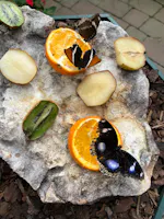 Museo Casa delle Farfalle, Milano Marittima