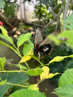 Museo Casa delle Farfalle, Milano Marittima