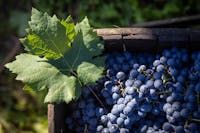 Azienda Agricola Bagnarol Azienda Agricola Bagnarol, Azienda Agricola Bagnarol, SAN VITO AL TAGLIAMENTO (PN )