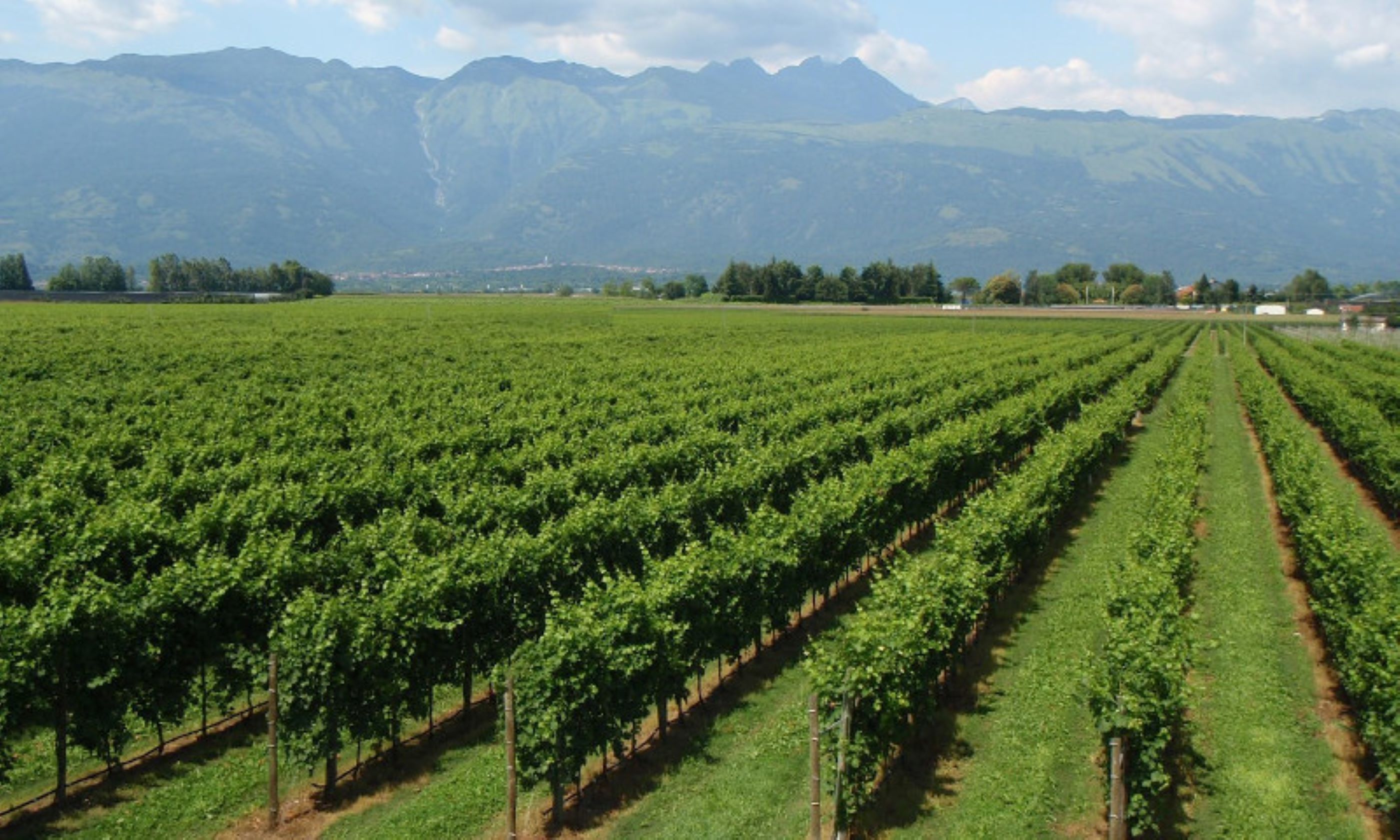 Azienda Agricola Bessich Wine