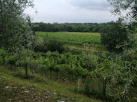 Azienda agricola I Vini di Emilio Bulfon - Pinzano al Tagliamento (PN), I vini di Emilio Bulfon, PINZANO AL TAGLIAMENTO (PN ) 