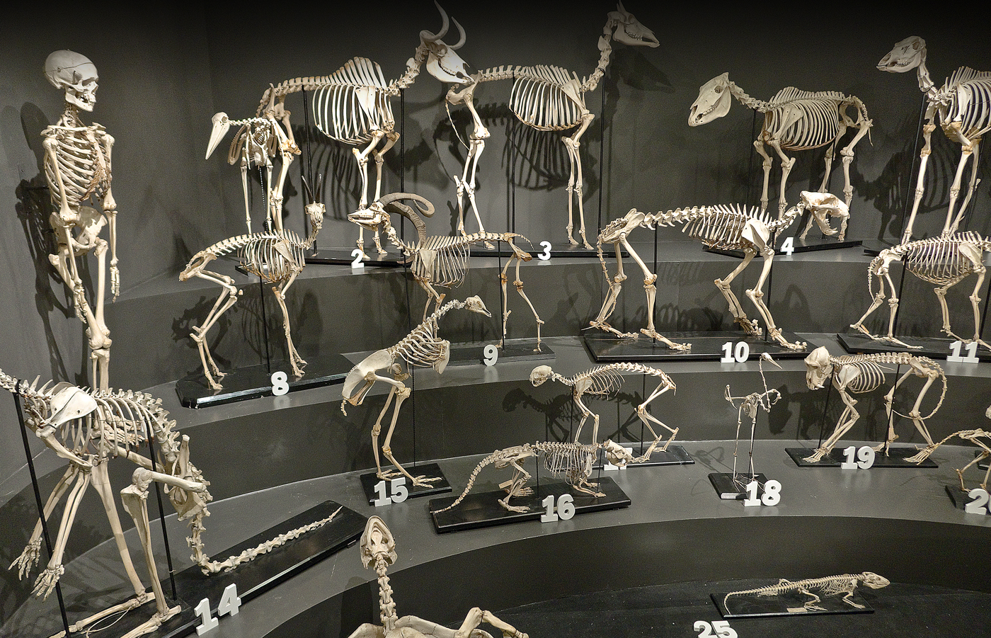 Museo di Storia Naturale di Trieste