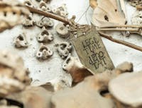 Museo e Cripta dei Cappuccini Museo e Cripta dei Cappuccini