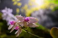 Ortidea Mostra Mercato