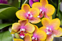 Ortidea Mostra Mercato