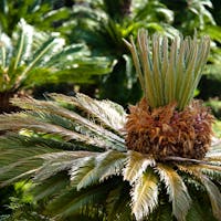 Villa Duranno - Santa Margherita Ligure Villa Duranno - Santa Margherita Ligure, Villa Durazzo - Santa Margherita Ligure, SANTA MARGHERITA LIGURE (GE )