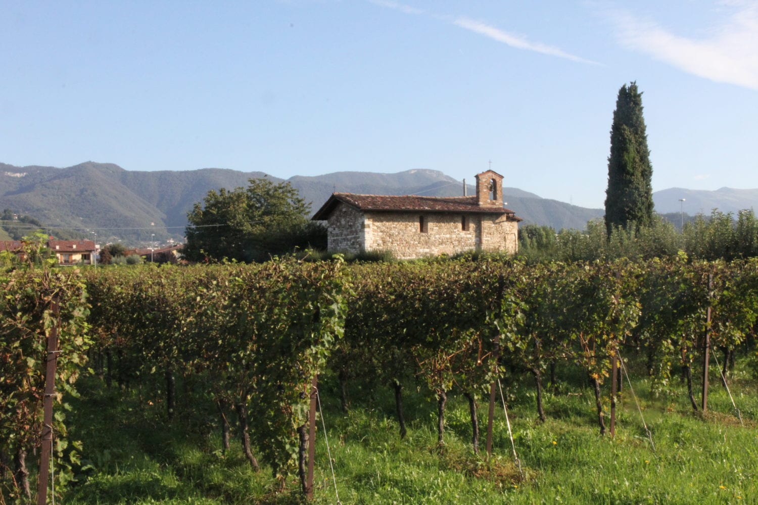 Azienda Agricola Angelo Pecis