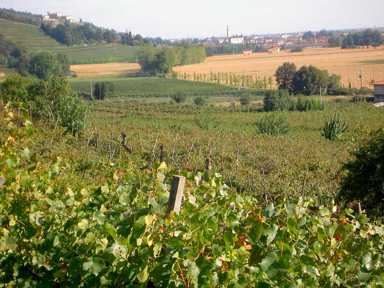 Azienda Agricola La Boscaiola - Cologne