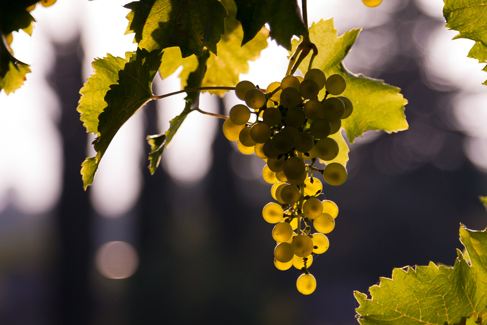 Agriturismo Solimago