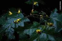 © Quentin Martinez, courtesy Wildlife Photographer of the Year