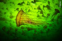 © Ralph Pace, Wildlife Photographer of the Year