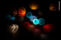 © Simone Baumeister, courtesy Wildlife Photographer of the Year © Simone Baumeister, courtesy Wildlife Photographer of the Year