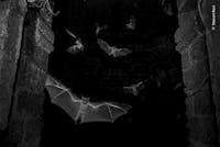 © Sitaram Raul, Wildlife Photographer of the Year