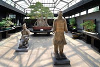 Ficus retusa_1000 anni Crespi Bonsai Museum