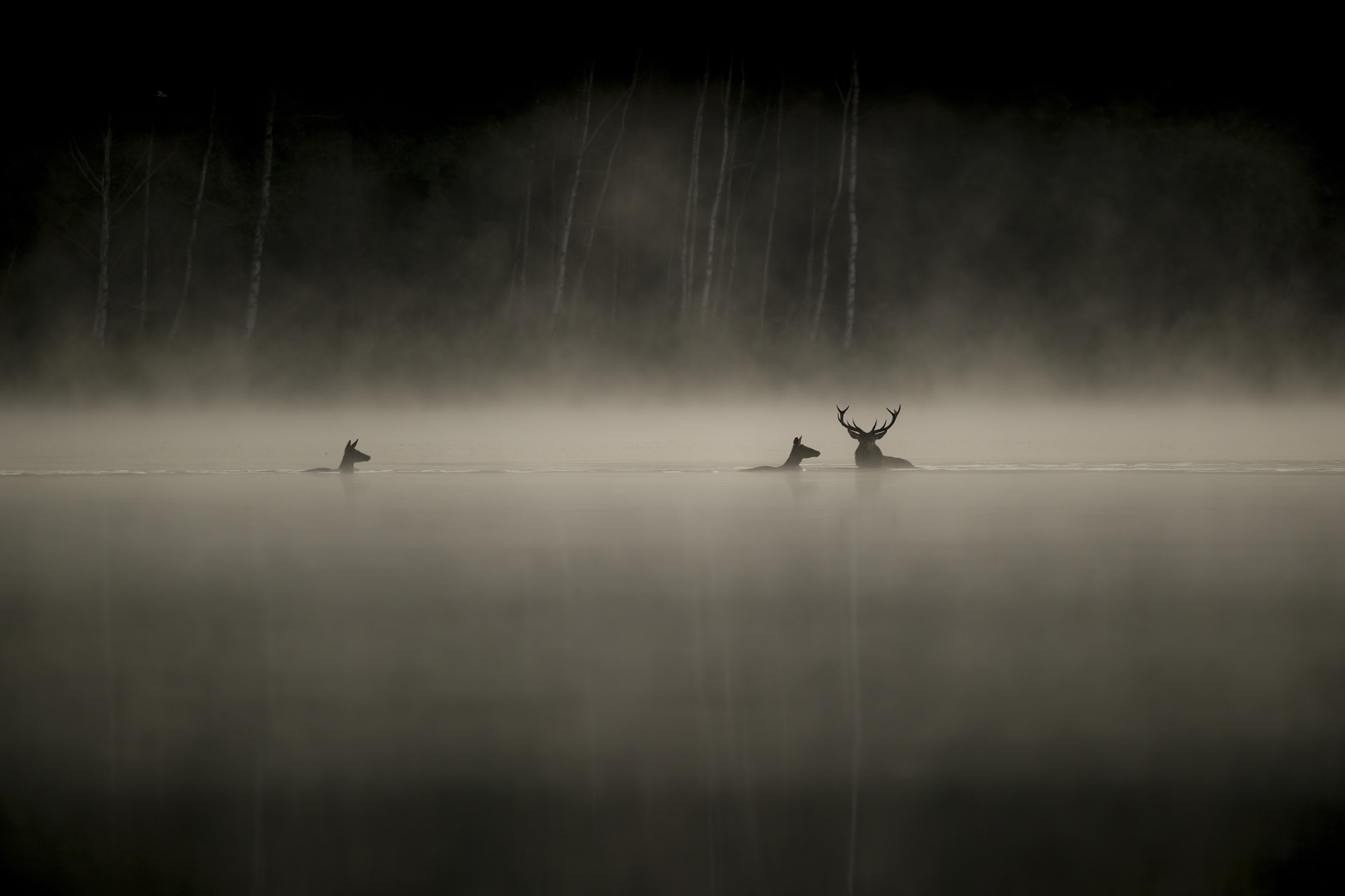 LeChantDesForets_VincentMunier