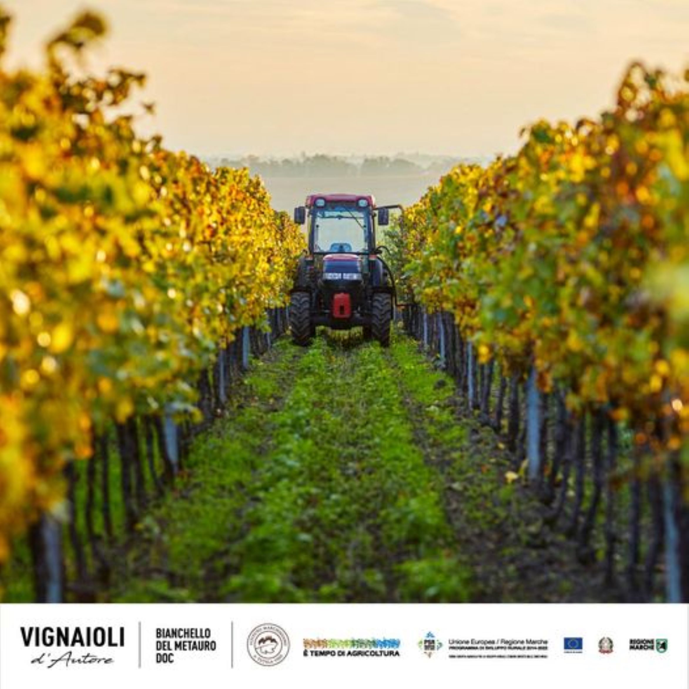 WINE SHOP VIGNAIOLI D'AUTORE