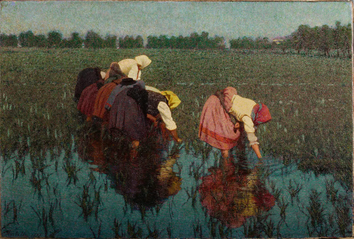 Le risaiuole, olio su tela, 40 x 60 cm Le risaiuole, olio su tela, 40 x 60 cm