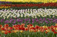 Giardini Villa Taranto - Verbania Giardini Villa Taranto - Verbania, Giardini di Villa Taranto, VERBANIA (VB )