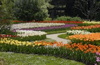 Giardini Villa Taranto - Verbania Giardini Villa Taranto - Verbania, Giardini di Villa Taranto, VERBANIA (VB )