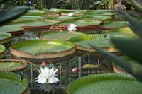 Giardini Villa Taranto - Verbania Giardini Villa Taranto - Verbania, Giardini di Villa Taranto, VERBANIA (VB )