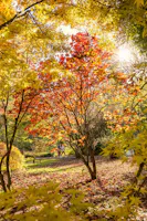 Giardini di Villa Taranto, Verbania