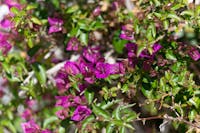 Il Trappetello - hotel e residenza storica a Monopoli Il Trappetello - hotel e residenza storica a Monopoli, Il Trappetello - Hotel e residenza storica, MONOPOLI (BA )