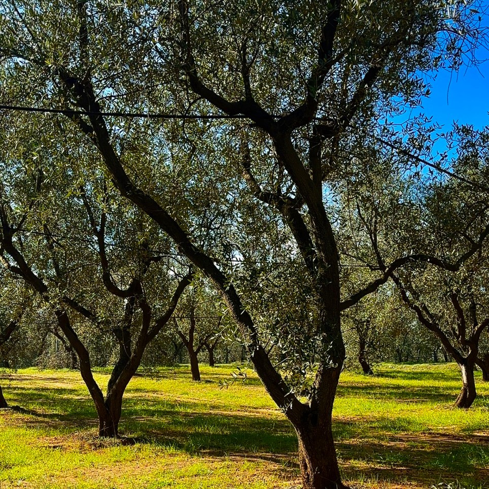 Azienda Agricola Taurino, Squinzano (LE)