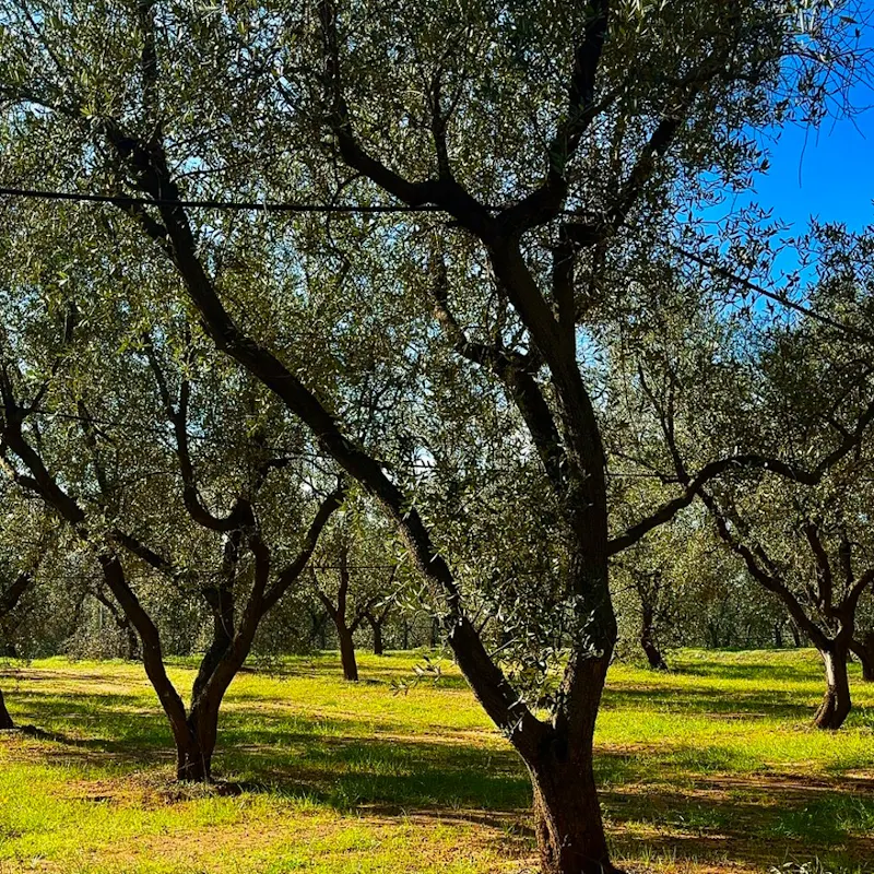 Azienda Agricola Taurino, Squinzano (LE) Azienda Agricola Taurino, Squinzano (LE)