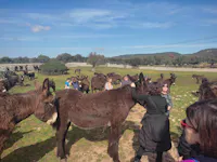 Cicale di Puglia Cicale di Puglia