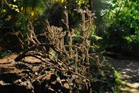 Giardino Parernò del Toscano, Giardino Botanico Parco Paternò del Toscano, SANT'AGATA LI BATTIATI (CT ) 