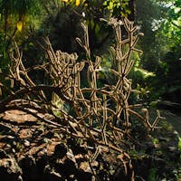Giardino Parernò del Toscano Giardino Parernò del Toscano, Giardino Botanico Parco Paternò del Toscano, SANT'AGATA LI BATTIATI (CT )