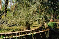 Giardino Paternò del Toscano, Giardino Botanico Parco Paternò del Toscano, SANT'AGATA LI BATTIATI (CT ) 